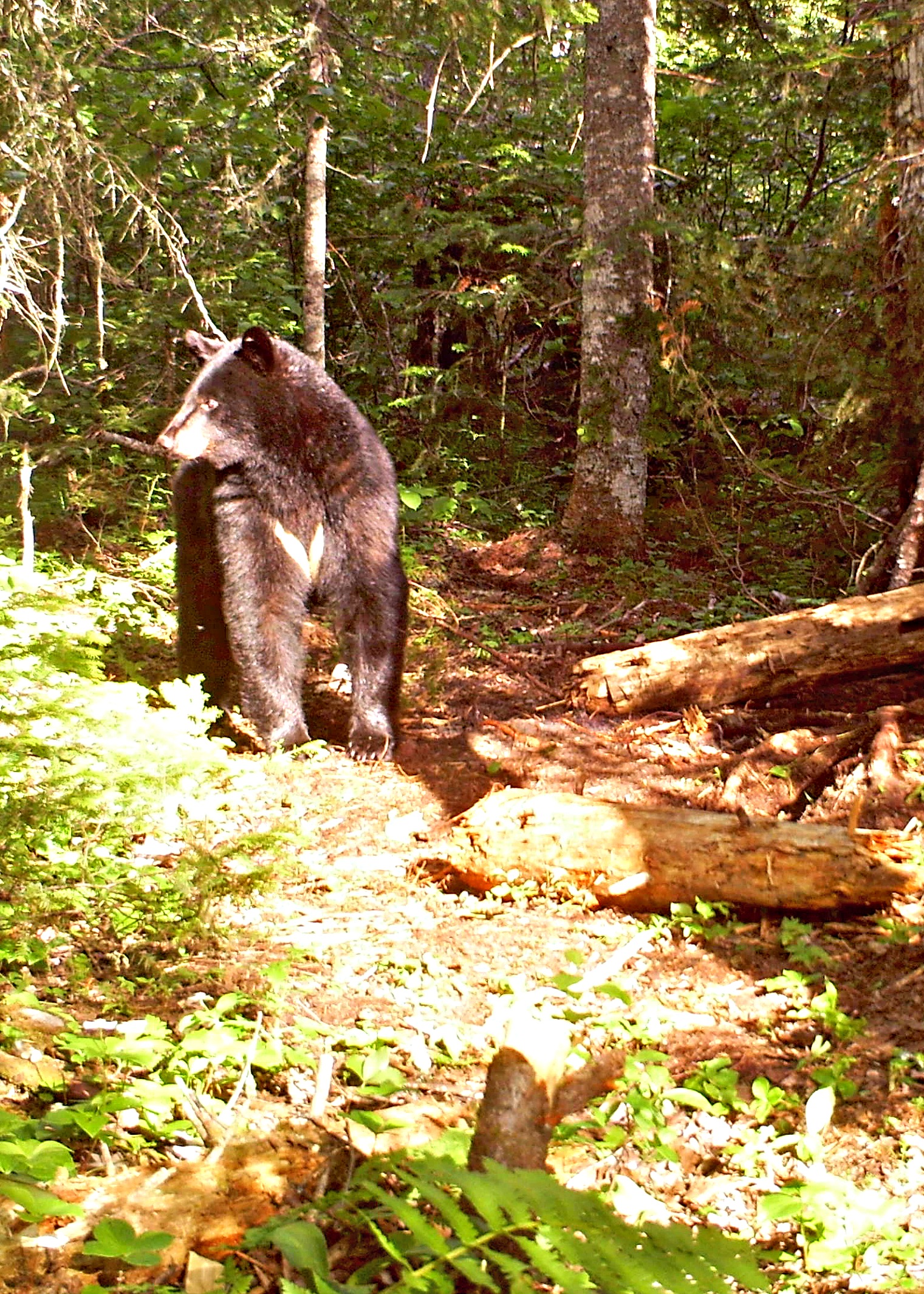 Black bear trail camera photos | Dead Bear Walking Outfitters