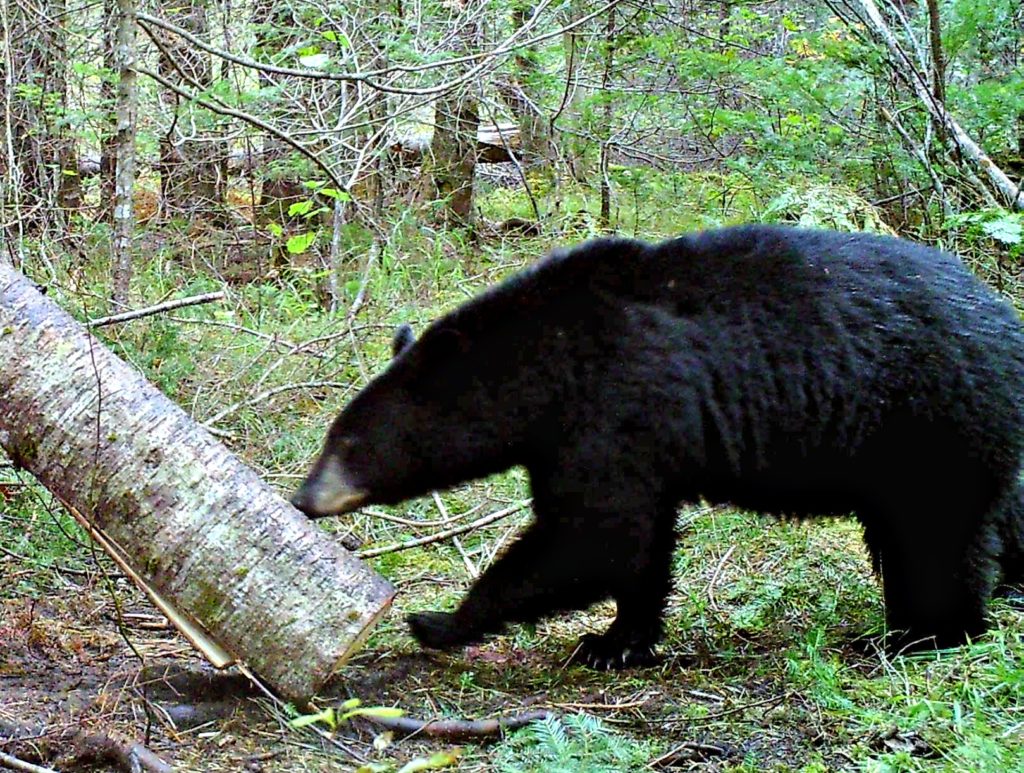 Black bear hunting with us | Dead Bear Walking Outfitters